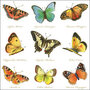 Ambiente-papieren-servet-lunch-diner-COLLECTION_OF_BUTTERFLIES-33x33cm-verschillende-vlinder-soorten-13307160