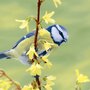 papieren-servet-Paper+Design-BLUETIT-33x33cm-lunch-diner-Vogel-Pimpelmees-Forsythia-204874